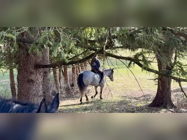 Percheron Mix Giumenta 4 Anni 157 cm Grigio in Gap