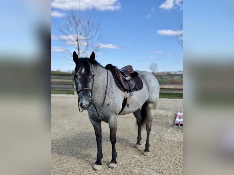 Percheron Mix Giumenta 4 Anni 157 cm Grigio in Gap