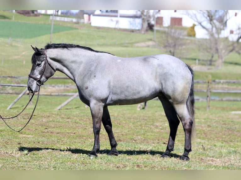 Percheron Mix Giumenta 4 Anni 157 cm Grigio in Gap