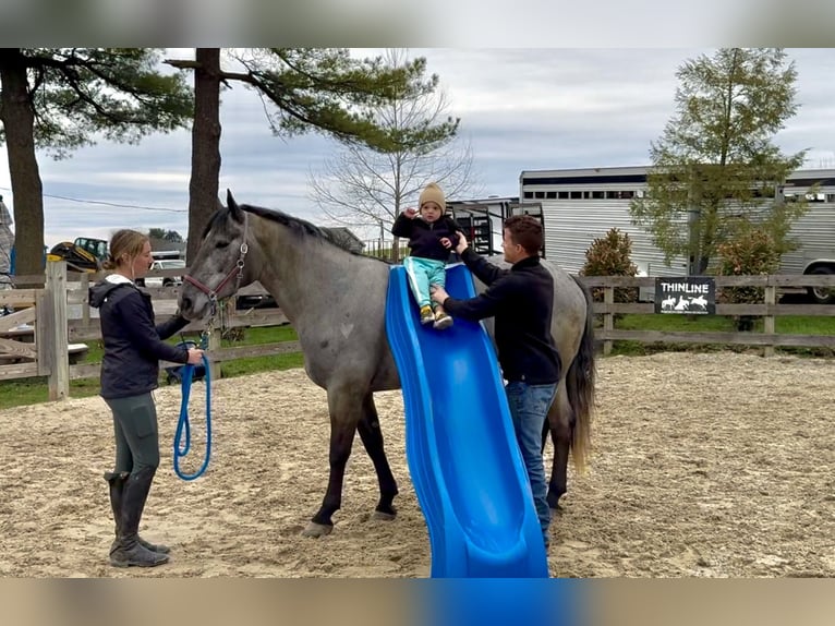 Percheron Mix Giumenta 4 Anni 157 cm Grigio in Gap