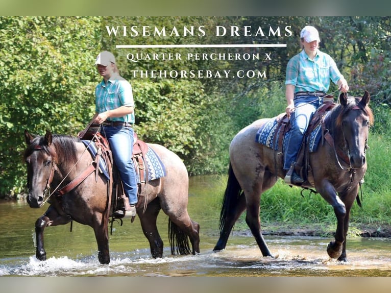 Percheron Mix Giumenta 4 Anni 157 cm Roano blu in Hesperia, MI