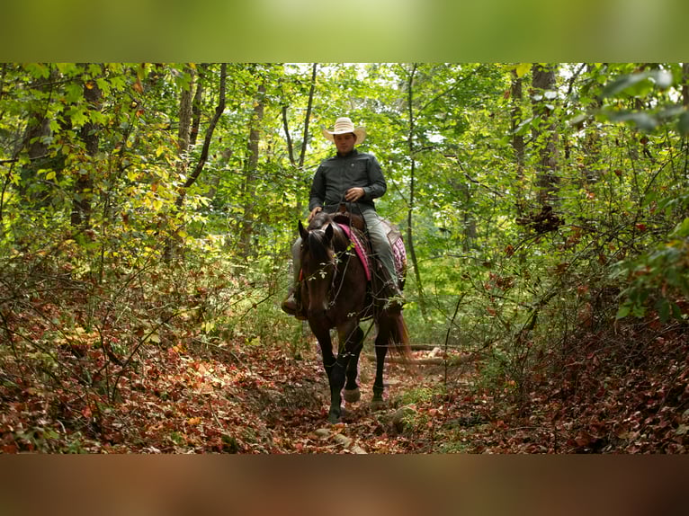 Percheron Mix Giumenta 4 Anni 160 cm Pelle di daino in Fredericksburg