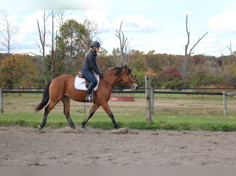 Percheron Mix Giumenta 4 Anni 163 cm Baio ciliegia in Perkasie