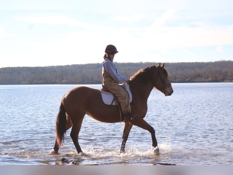 Percheron Mix Giumenta 4 Anni 163 cm Baio ciliegia in Perkasie