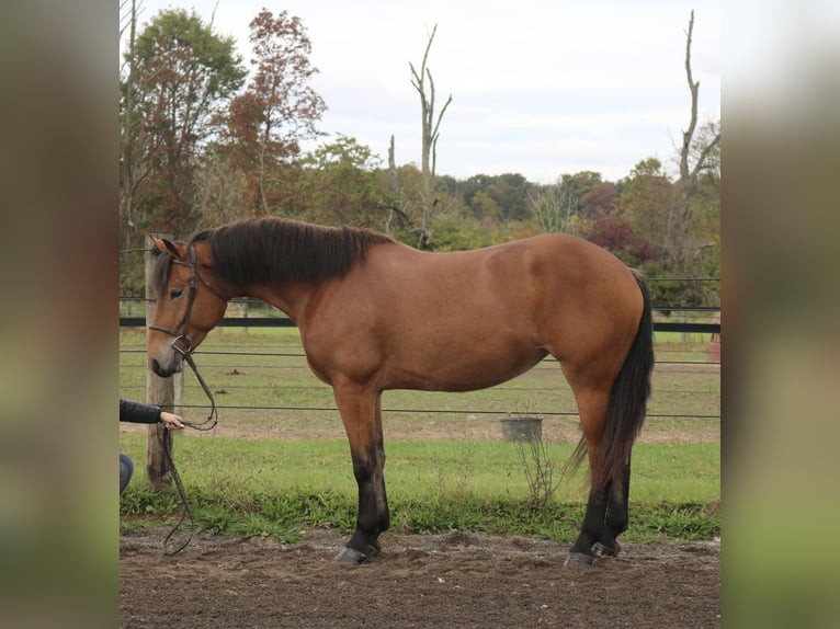 Percheron Mix Giumenta 4 Anni 163 cm Baio ciliegia in Perkasie