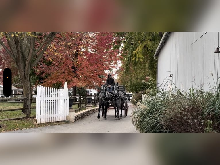 Percheron Mix Giumenta 4 Anni 165 cm Grigio in Gap