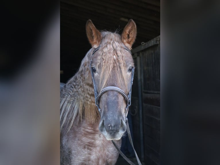 Percheron Mix Giumenta 4 Anni 165 cm Roano rosso in Perkasie