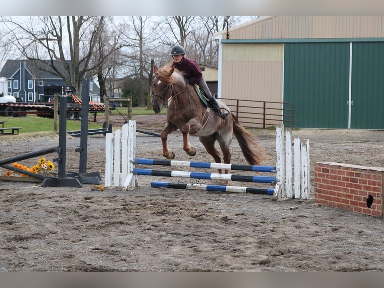 Percheron Mix Giumenta 4 Anni 165 cm Roano rosso in Perkasie
