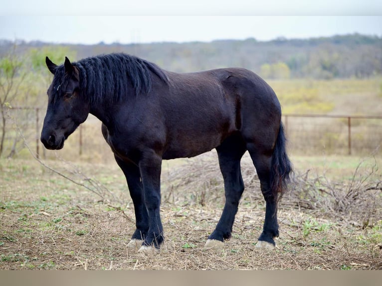 Percheron Giumenta 4 Anni 173 cm Morello in Georgetown