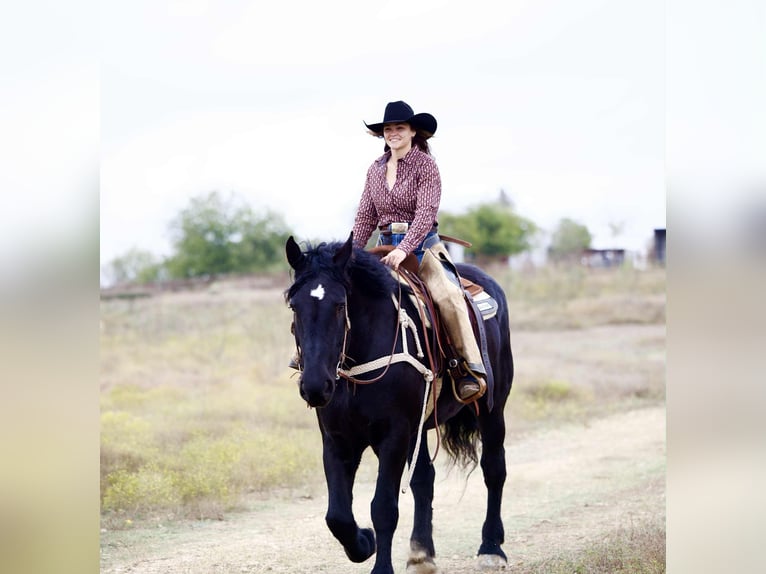 Percheron Giumenta 4 Anni 173 cm Morello in Georgetown