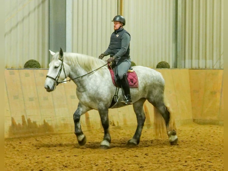 Percheron Giumenta 4 Anni 175 cm Grigio pezzato in Neustadt (Wied)