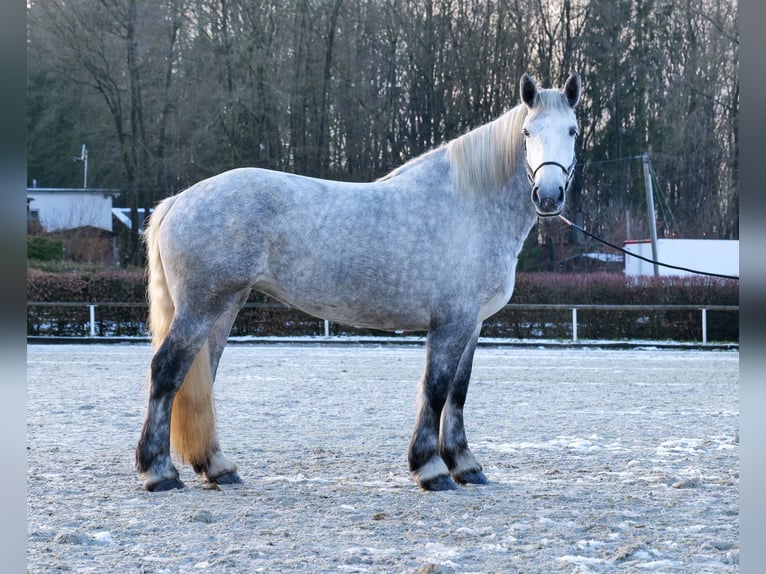 Percheron Giumenta 4 Anni 175 cm Grigio pezzato in Neustadt (Wied)