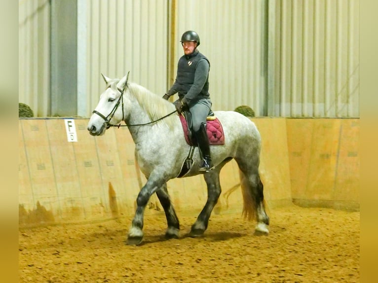 Percheron Giumenta 4 Anni 175 cm Grigio pezzato in Neustadt (Wied)