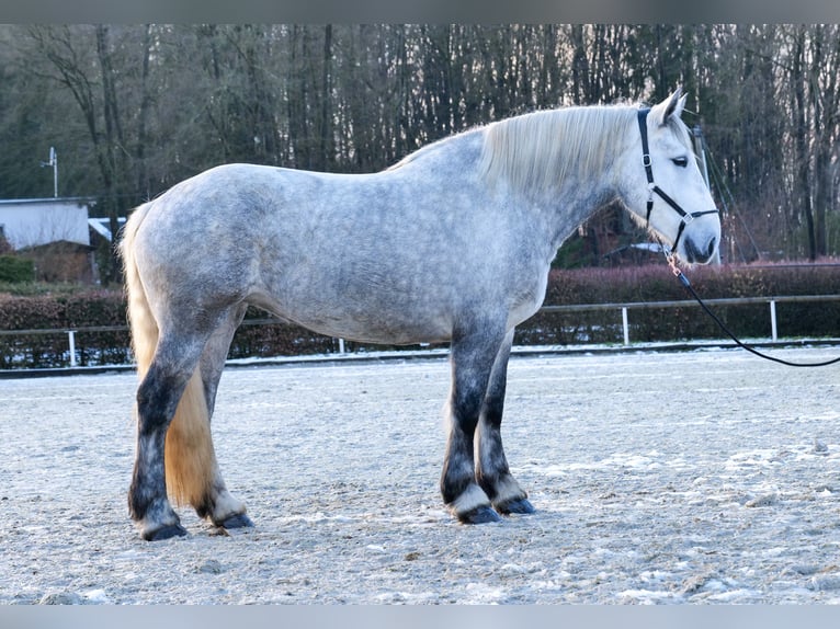 Percheron Giumenta 4 Anni 175 cm Grigio pezzato in Neustadt (Wied)