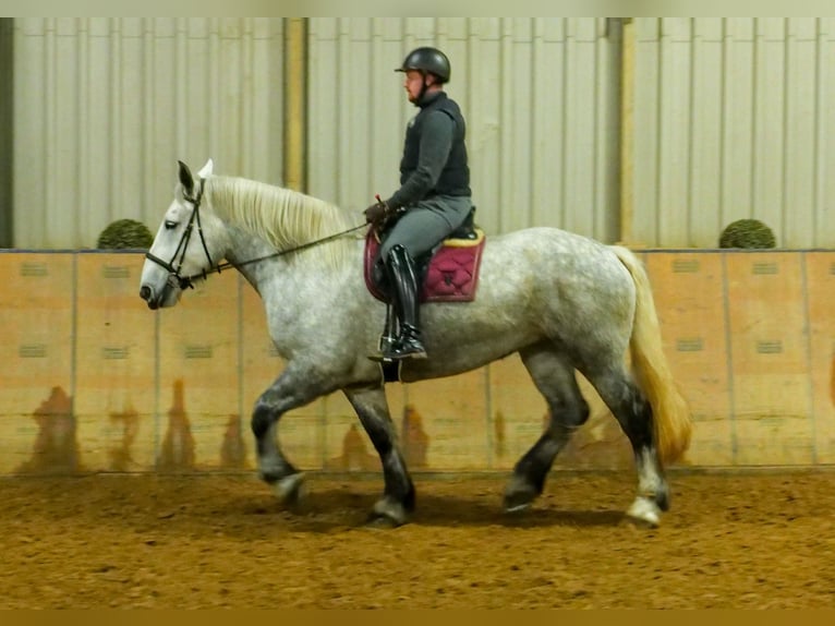 Percheron Giumenta 4 Anni 175 cm Grigio pezzato in Neustadt (Wied)