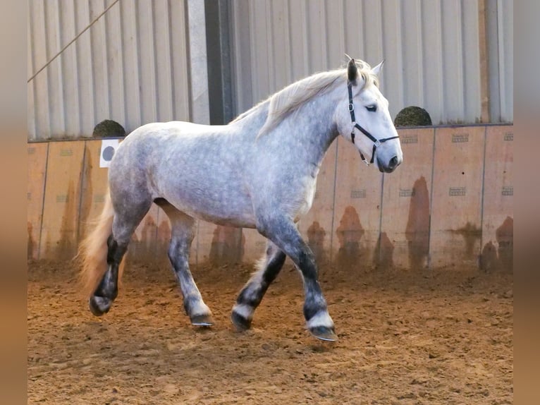 Percheron Giumenta 4 Anni 175 cm Grigio pezzato in Neustadt (Wied)