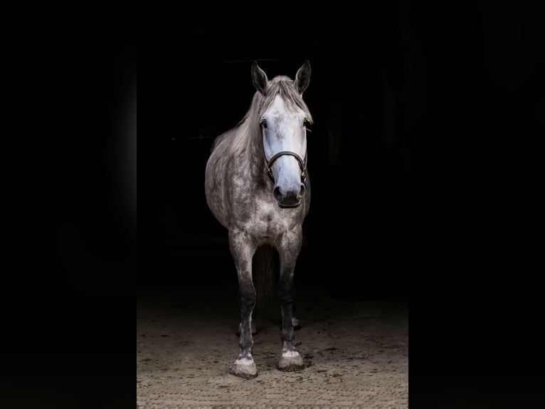 Percheron Giumenta 4 Anni Grigio in Warsaw NY