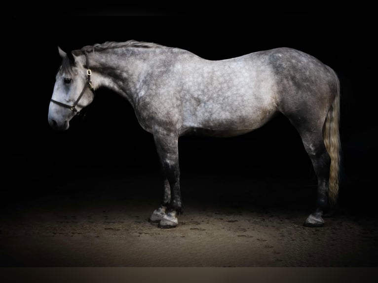 Percheron Giumenta 4 Anni Grigio in Warsaw NY