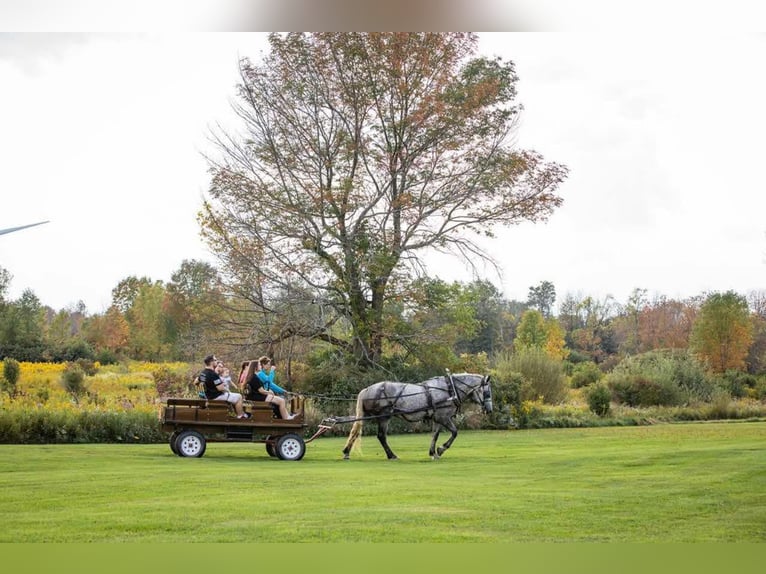 Percheron Giumenta 4 Anni Grigio in Warsaw NY