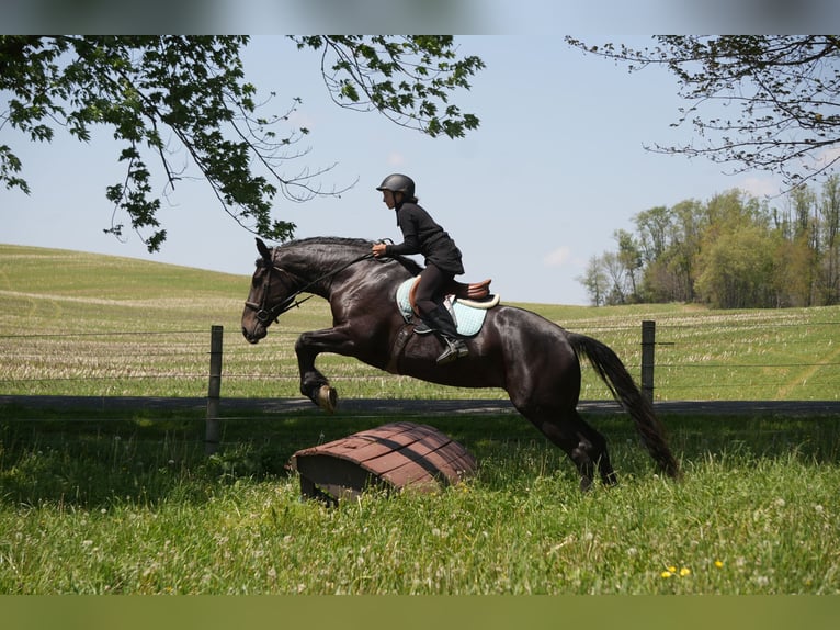 Percheron Mix Giumenta 4 Anni Morello in Fresno