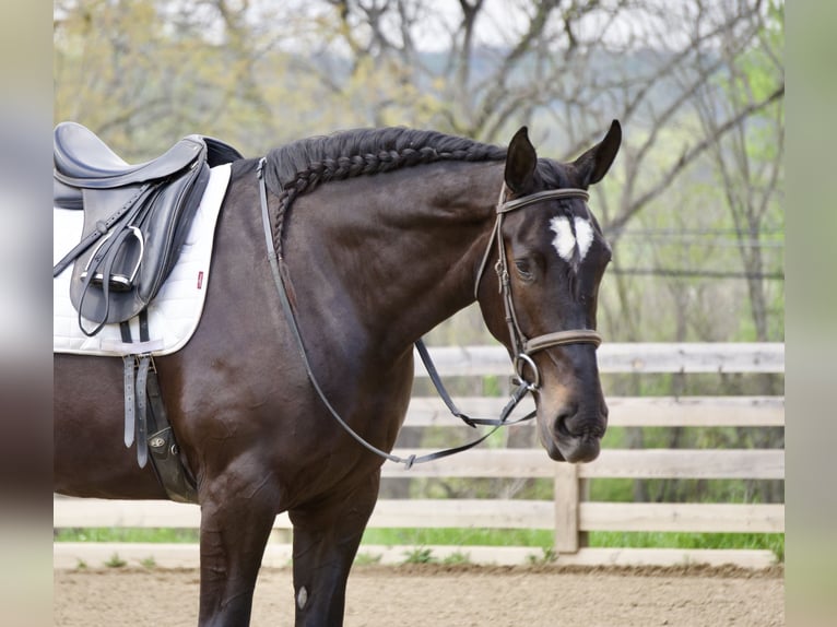 Percheron Mix Giumenta 4 Anni Morello in Fresno