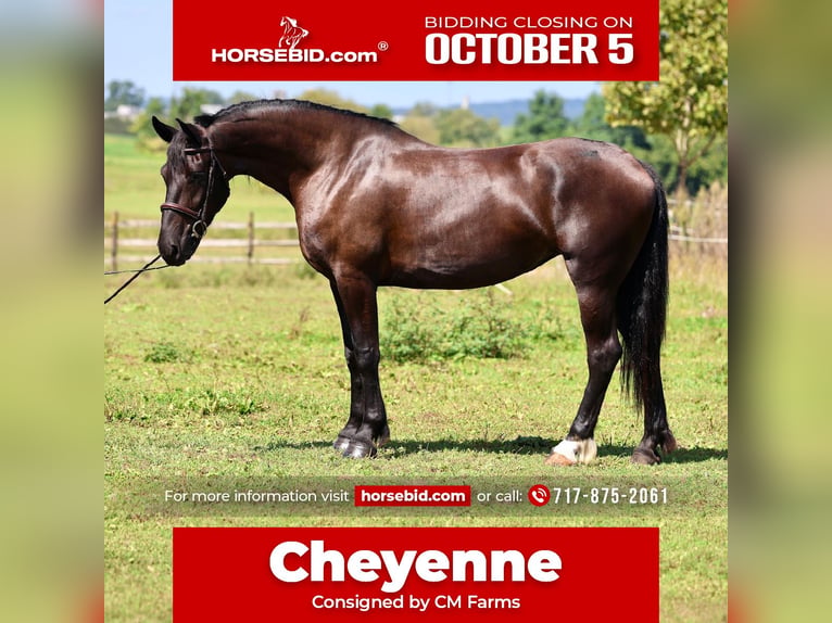 Percheron Mix Giumenta 4 Anni Morello in Gap