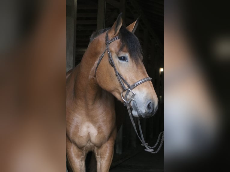 Percheron Mix Giumenta 5 Anni 163 cm Baio ciliegia in Perkasie