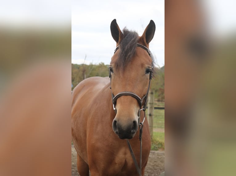 Percheron Mix Giumenta 5 Anni 163 cm Baio ciliegia in Perkasie