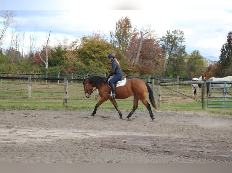 Percheron Mix Giumenta 5 Anni 163 cm Baio ciliegia in Perkasie