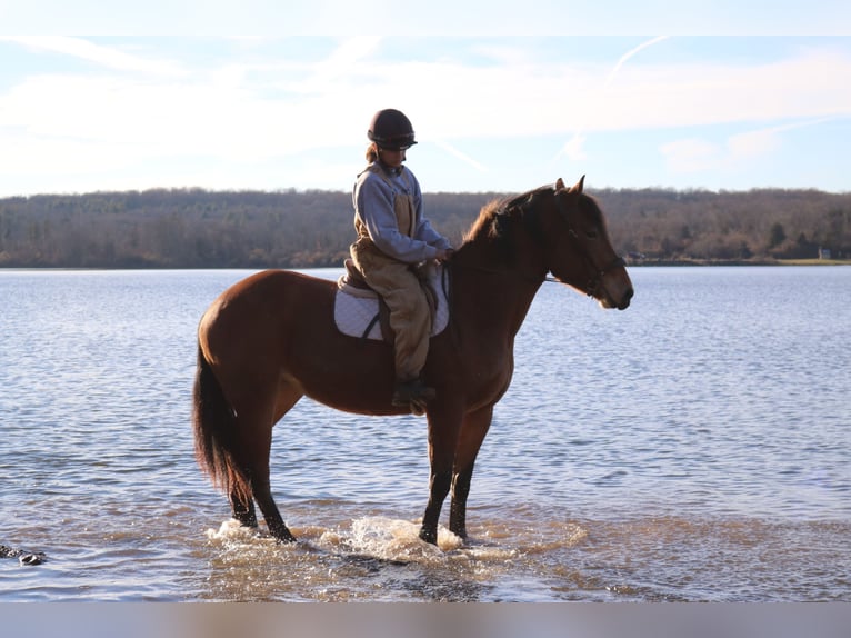 Percheron Mix Giumenta 5 Anni 163 cm Baio ciliegia in Perkasie