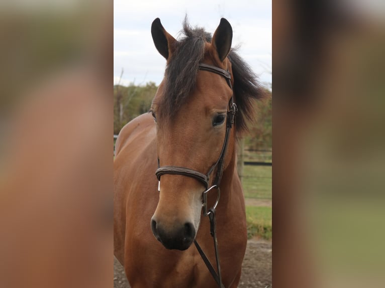 Percheron Mix Giumenta 5 Anni 163 cm Baio ciliegia in Perkasie