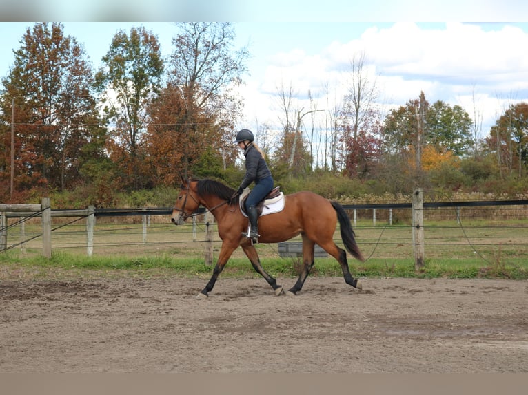 Percheron Mix Giumenta 5 Anni 163 cm Baio ciliegia in Perkasie