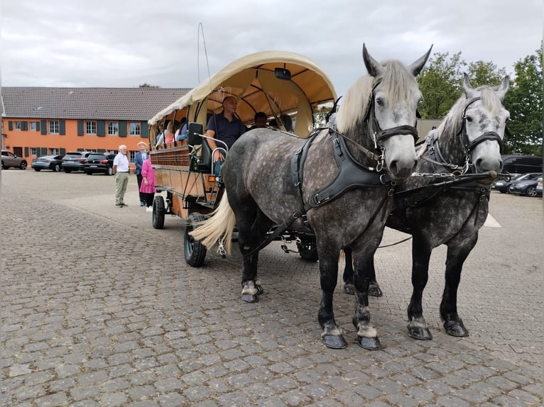 Percheron Giumenta 5 Anni 163 cm Grigio pezzato in Nettersheim