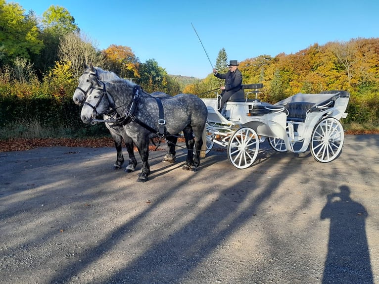 Percheron Giumenta 5 Anni 163 cm Grigio pezzato in Nettersheim