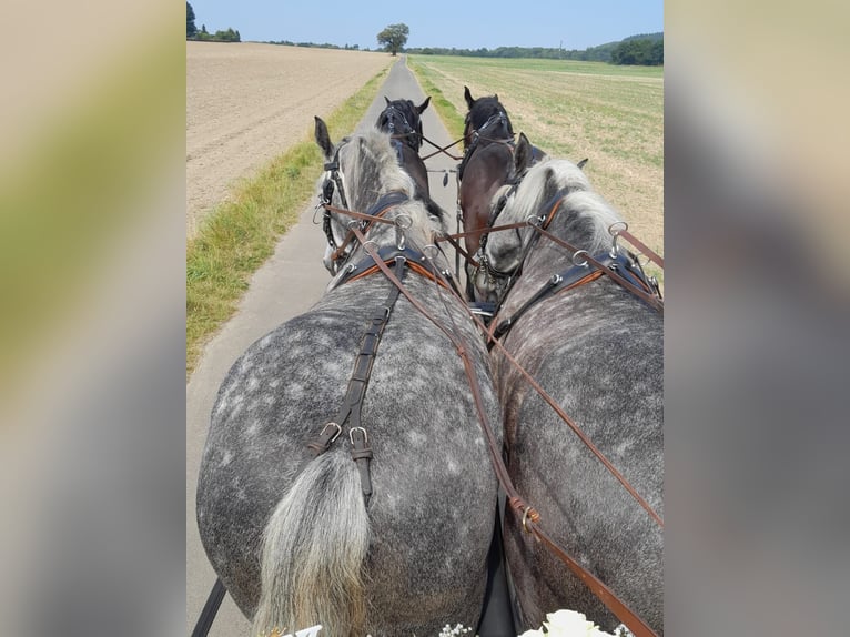 Percheron Giumenta 5 Anni 163 cm Grigio pezzato in Nettersheim