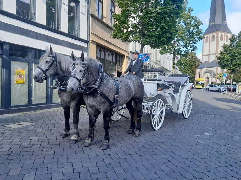 Percheron Giumenta 5 Anni 163 cm Grigio pezzato in Nettersheim