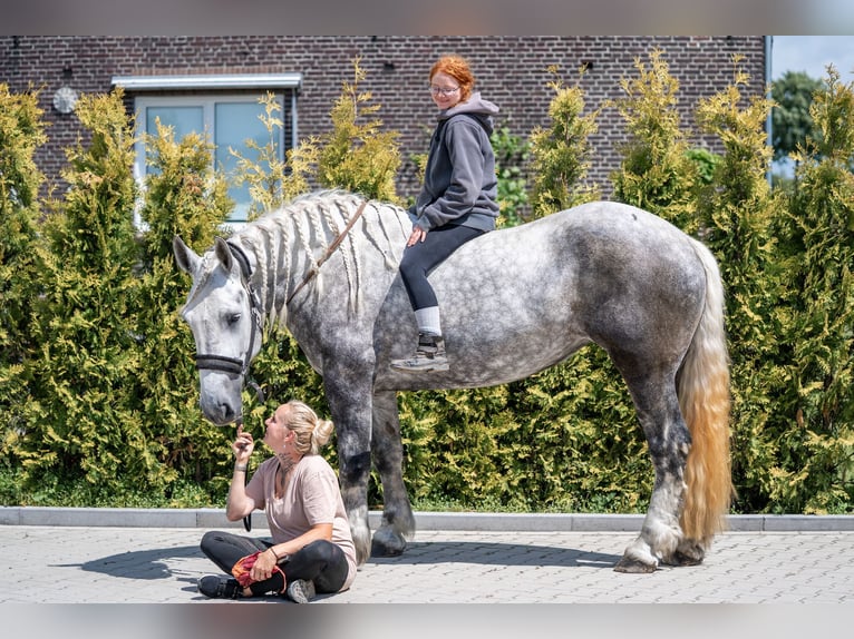 Percheron Giumenta 5 Anni 167 cm Grigio pezzato in Kaldenkirchen