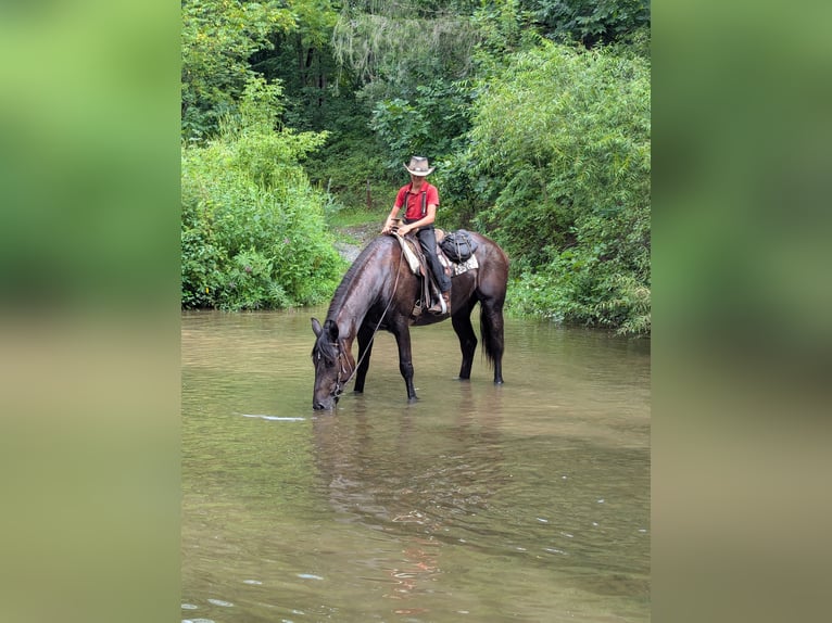 Percheron Mix Giumenta 5 Anni Morello in Honey Brook