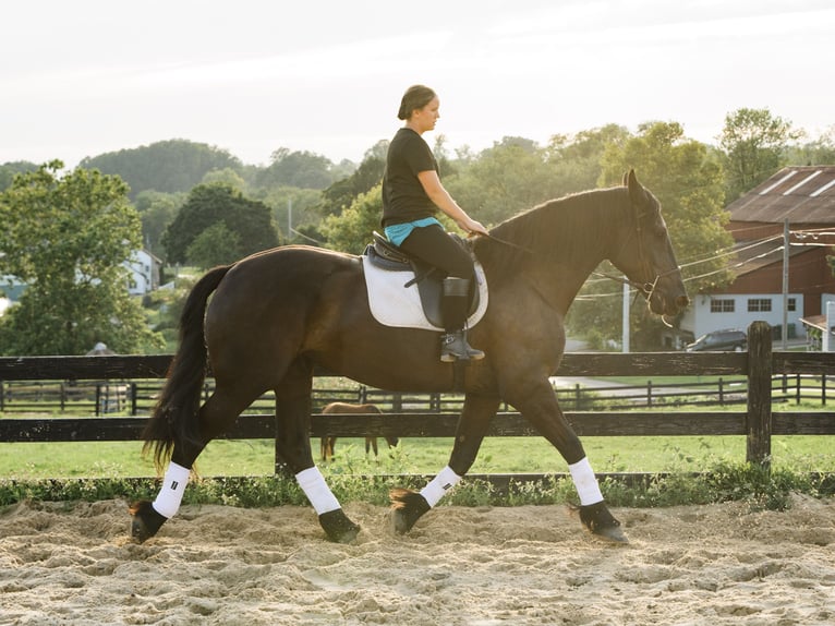 Percheron Mix Giumenta 5 Anni Morello in Honey Brook