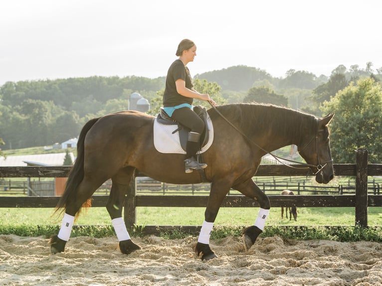 Percheron Mix Giumenta 5 Anni Morello in Honey Brook