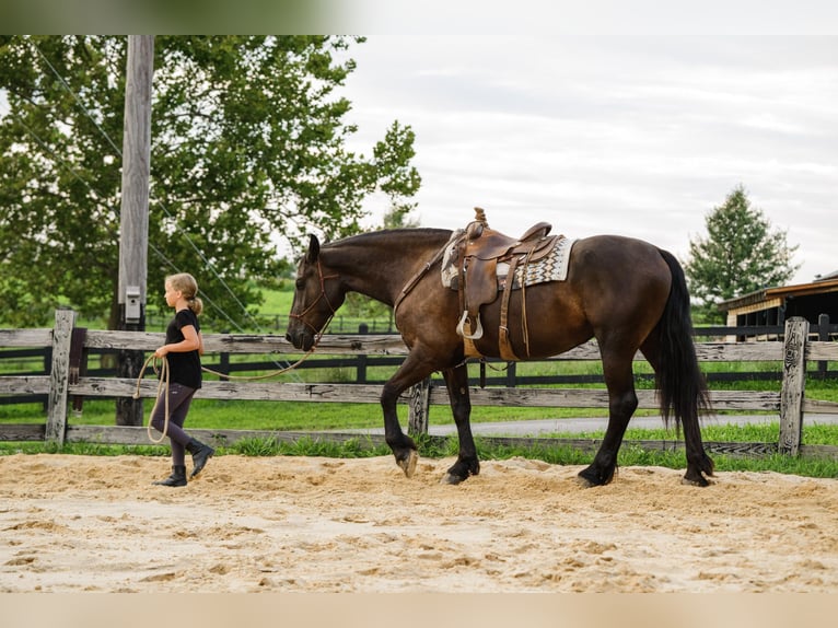Percheron Mix Giumenta 5 Anni Morello in Honey Brook