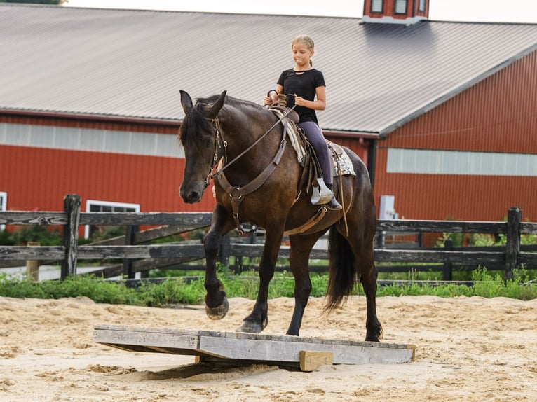 Percheron Mix Giumenta 5 Anni Morello in Honey Brook