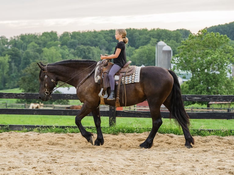 Percheron Mix Giumenta 5 Anni Morello in Honey Brook