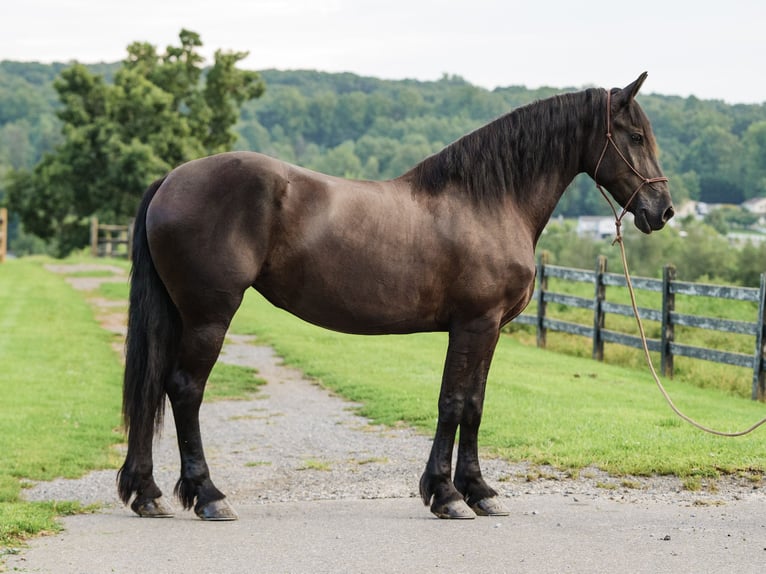 Percheron Mix Giumenta 5 Anni Morello in Honey Brook