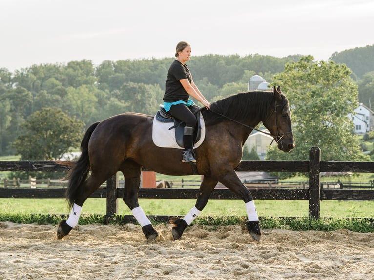 Percheron Mix Giumenta 5 Anni Morello in Honey Brook