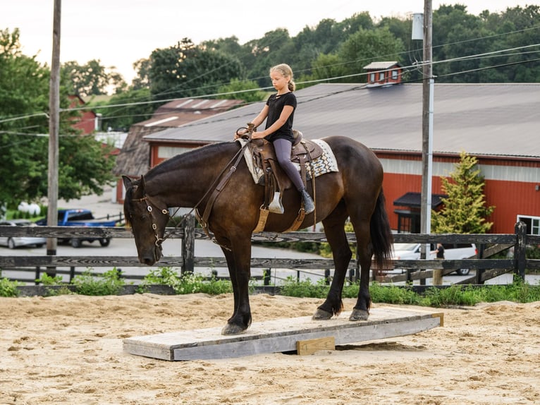 Percheron Mix Giumenta 5 Anni Morello in Honey Brook