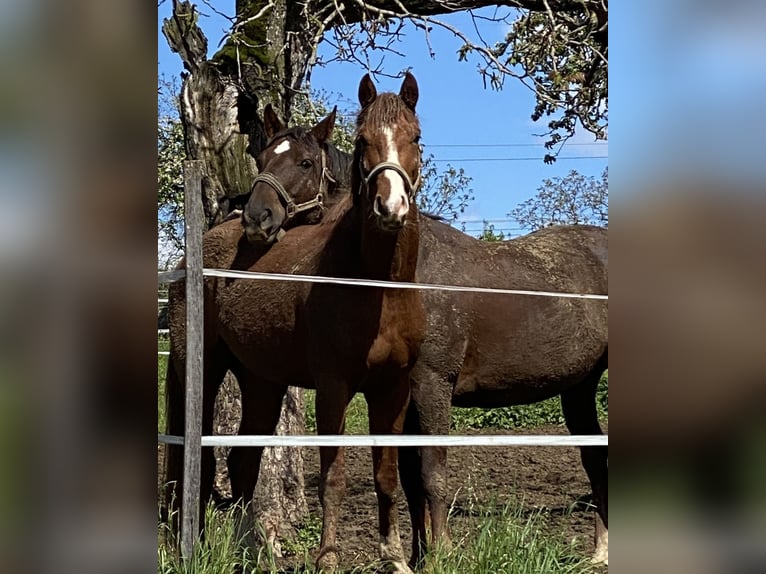 Percheron Giumenta 6 Anni 150 cm Baio in Lörrach