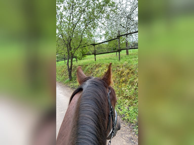 Percheron Giumenta 6 Anni 150 cm Baio in Lörrach