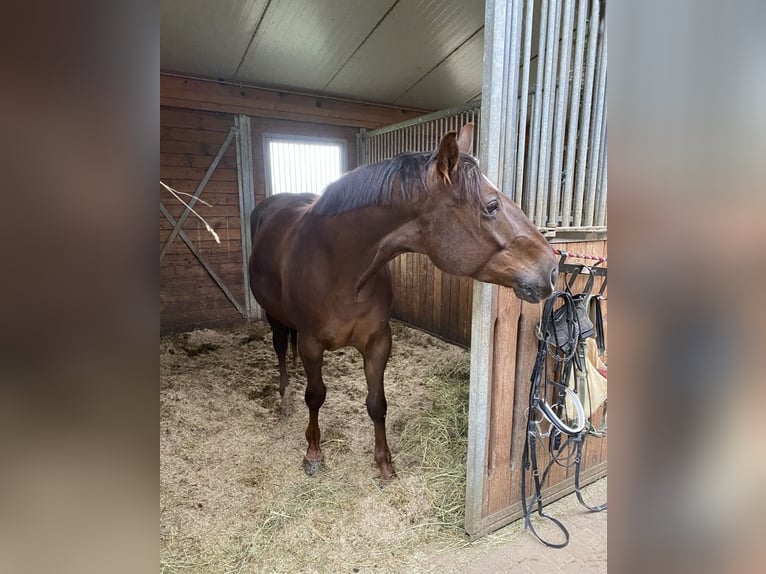 Percheron Giumenta 6 Anni 150 cm Baio in Lörrach