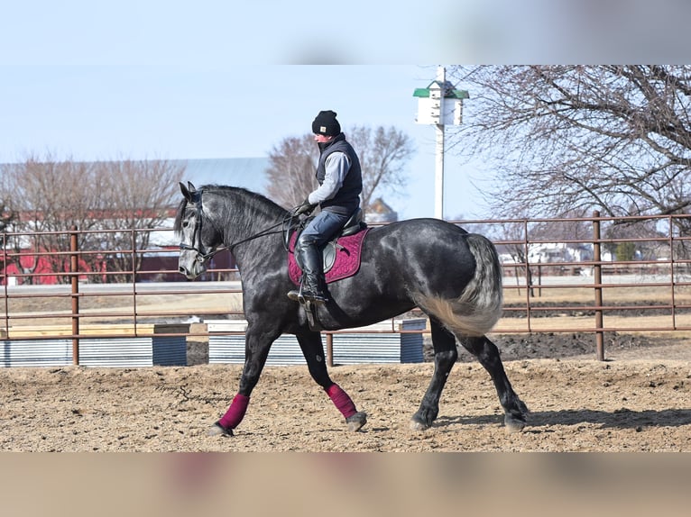 Percheron Giumenta 6 Anni Grigio in Fairbank IA